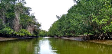 Santuario Nacional Los Manglares: Mágicos bosques acuáticos en Tumbes